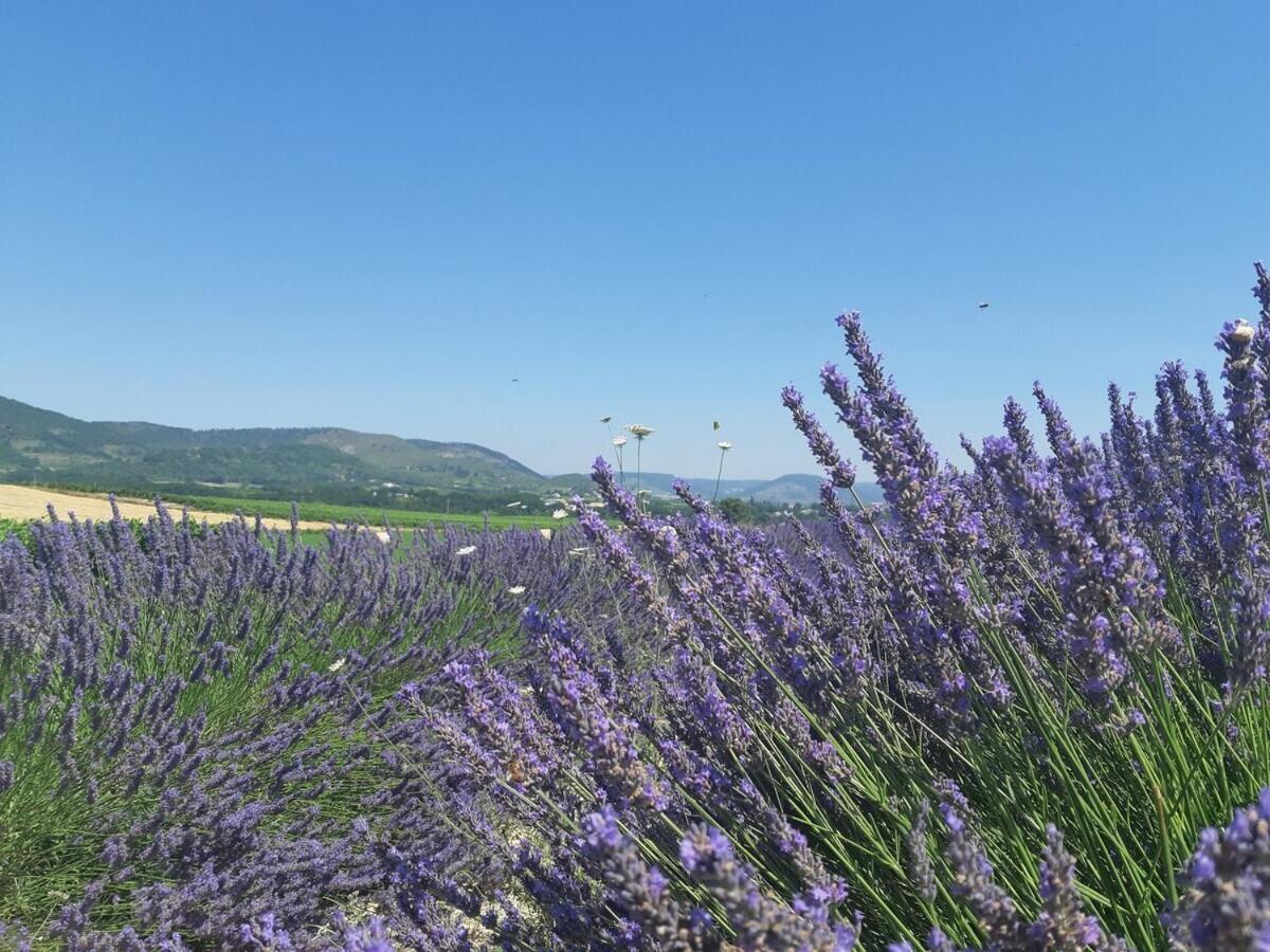 Gites La Musardiere Alba-la-Romaine Rom bilde